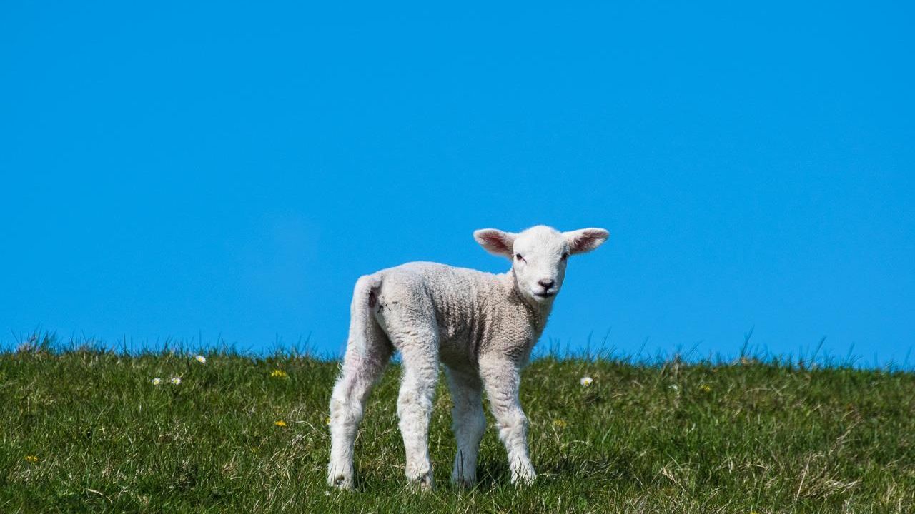 Deichschaf Deichschaf